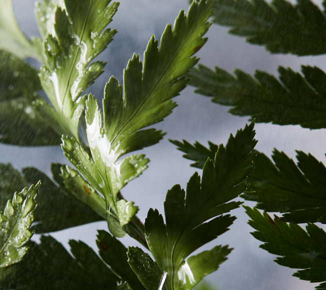 Mimosa tenuiflora