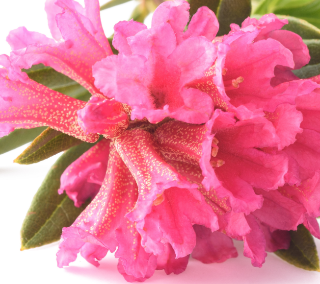 PhytoCellTec™ Alp Rose