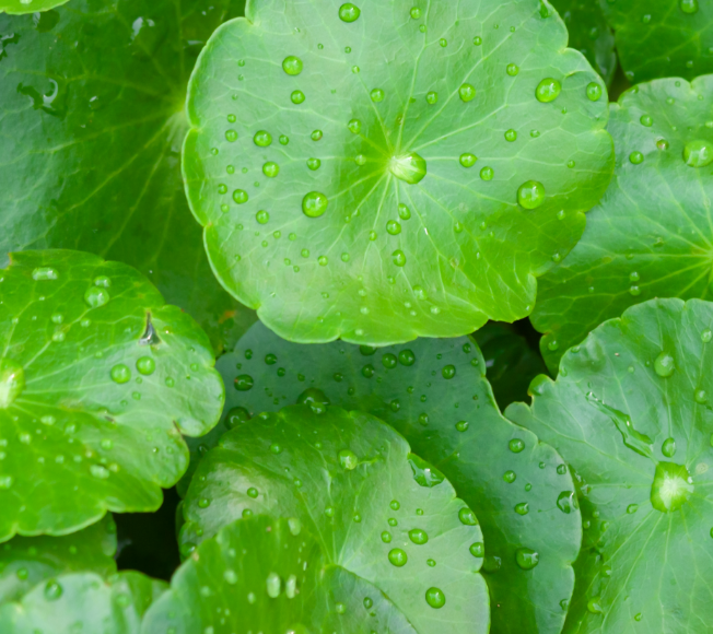 Centella Asiatica
