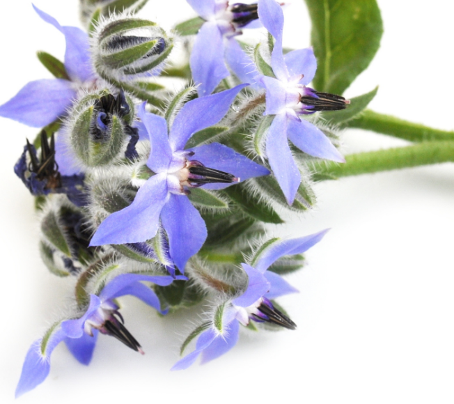 Ulei de Borago