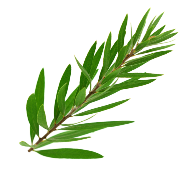 Ulei de Melaleuca
