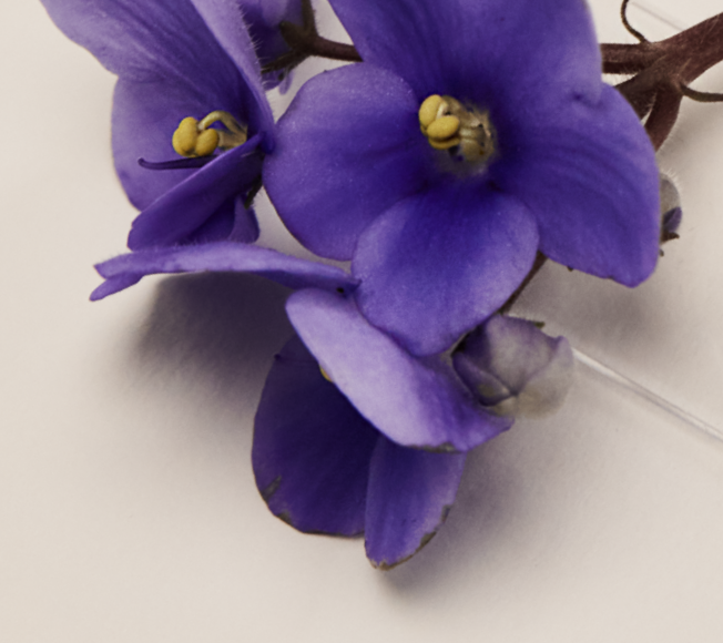 Extract de Viola tricolor