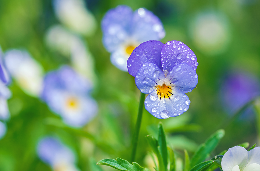 Aquaphyline ingredient hidratant de ultima generatie