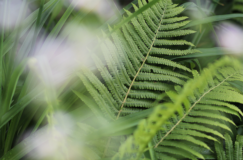 Extract de Mimosa Tenuiflora
