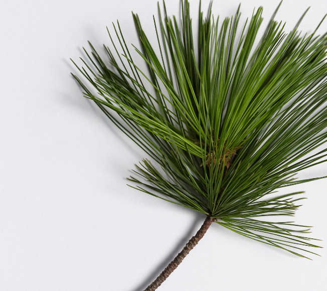 ivaRT Swiss Pine Extract