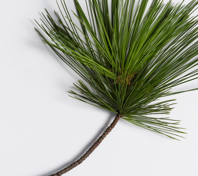 Swiss Pine Extract 